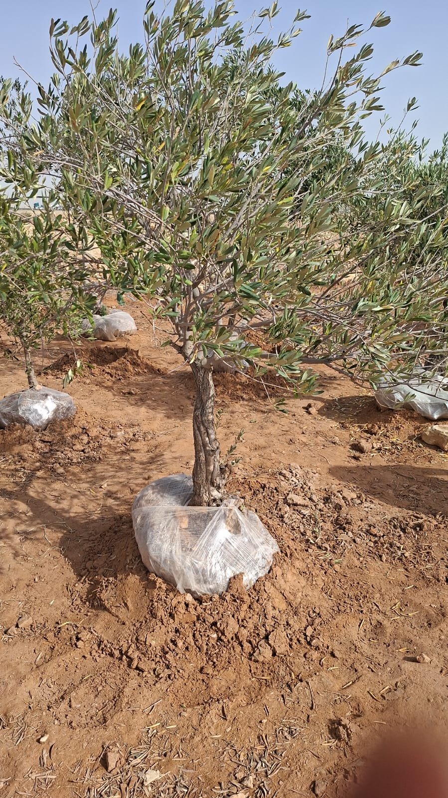 تنسيق تجاري